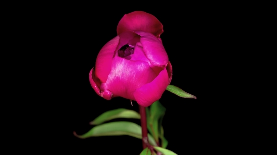 Green Screen Background Video Free Download, Bud, Rose, Flower, Petal, Pink