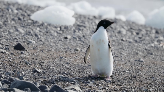 Green Screen Hd Background, King Penguin, Penguin, Seabird, Bird, Aquatic Bird