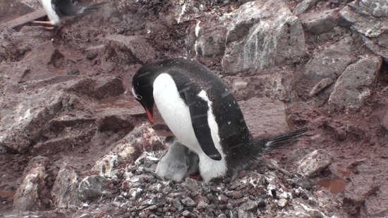 Green Screen No Copyright, King Penguin, Penguin, Seabird, Bird, Aquatic Bird