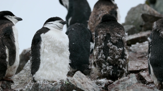 Green Screen Video Backgrounds Free Download, Auk, Bird, Seabird, Aquatic Bird, Wildlife