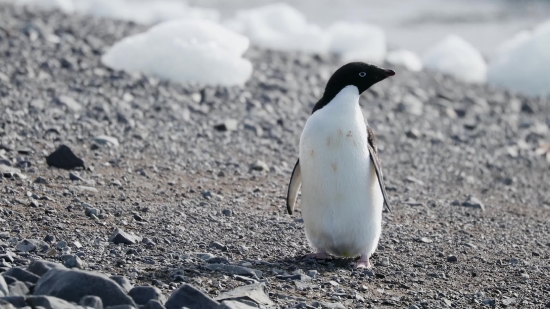 Green Screen Video Download Mp4, King Penguin, Penguin, Seabird, Bird, Auk