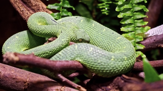 Green Snake, Snake, Reptile, Wildlife, Green Mamba, Wild