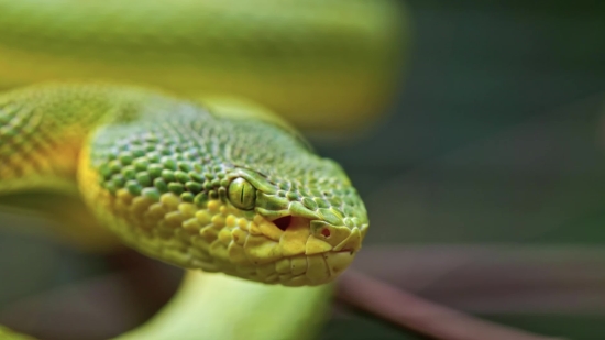 Green Snake, Snake, Reptile, Wildlife, Wild, Eye