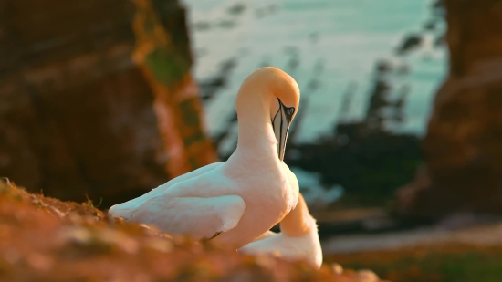 Gull, Bird, Dove, Seabird, Coastal Diving Bird, Feather