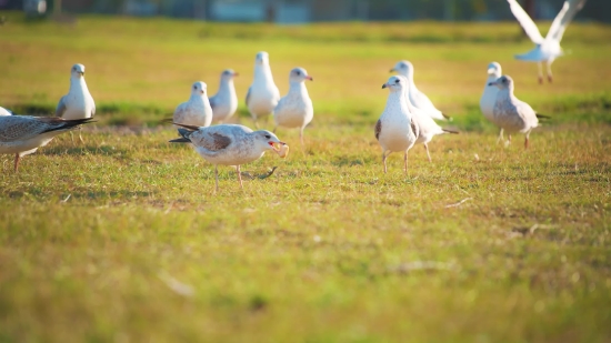 Gull, Bird, Dove, Seabird, Feather, Coastal Diving Bird