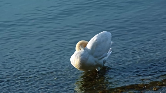 Gull, Bird, Goose, Aquatic Bird, Waterfowl, Water