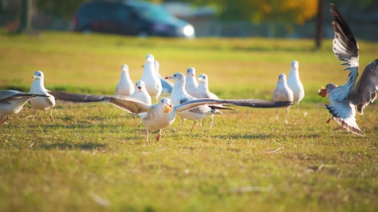 Gull, Coastal Diving Bird, Bird, Seabird, Aquatic Bird, Wildlife