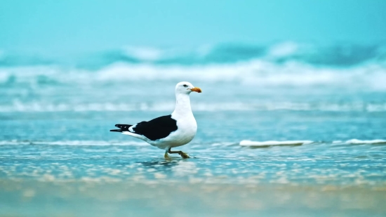 Gull, Coastal Diving Bird, Seabird, Bird, Aquatic Bird, Seagull