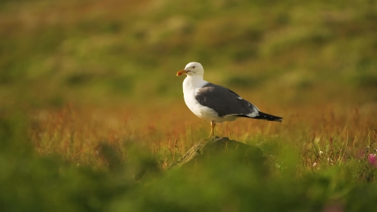 Gull, Coastal Diving Bird, Seabird, Bird, Wildlife, Beak