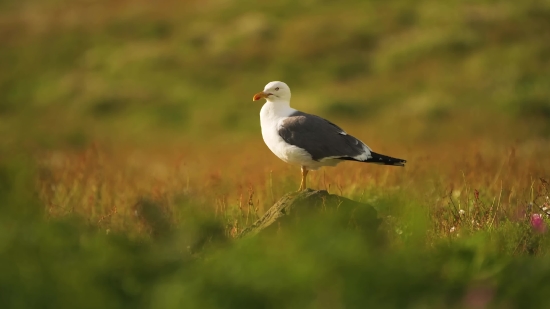 Gull, Coastal Diving Bird, Seabird, Bird, Wildlife, Feather