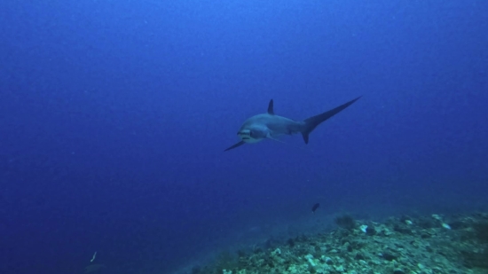 Hammerhead, Shark, Fish, Ocean, Sea, Underwater