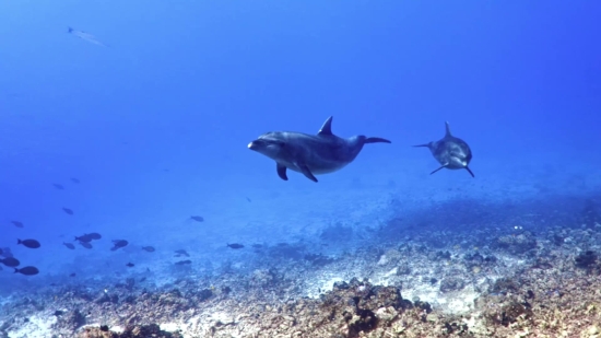 Hammerhead, Shark, Fish, Ocean, Sea, Water