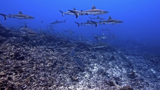 Hammerhead, Shark, Sea, Flying, Fish, Sky