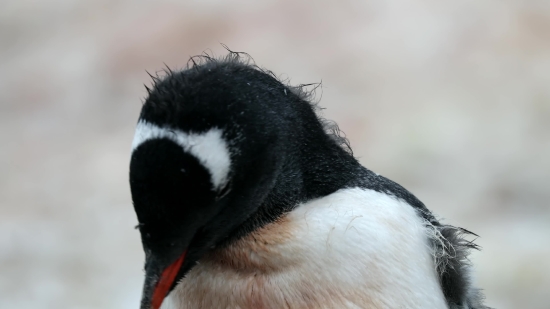 Happy Birthday Background Video Download, Chickadee, Titmouse, Bird, Wildlife, Wild