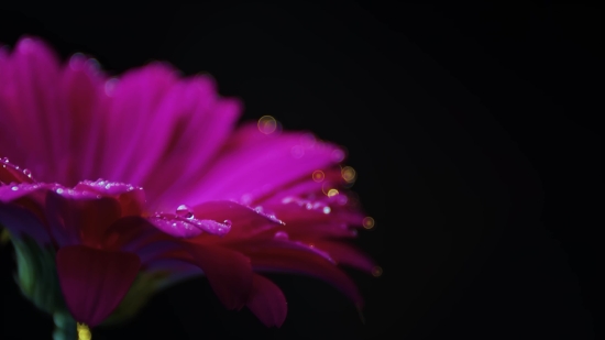 Happy Birthday Video Clip Free Download, Cactus, Plant, Petal, Flower, Pink