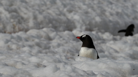 Happy People Stock Video, Auk, Seabird, Aquatic Bird, Bird, Wildlife