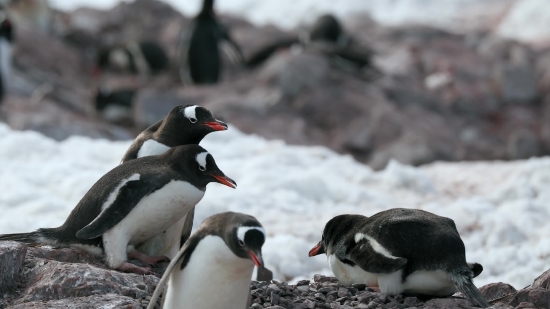 Happy Stock Footage, Auk, Seabird, Aquatic Bird, Bird, Wildlife