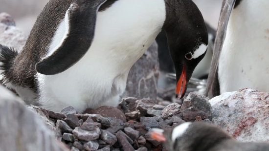 Happy Stock Video, Auk, Aquatic Bird, Seabird, Bird, Beak