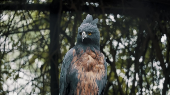 Hawk, Bird, Kite, Beak, Wildlife, Falcon