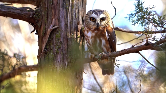 Hawk, Bird, Kite, Beak, Wildlife, Feather