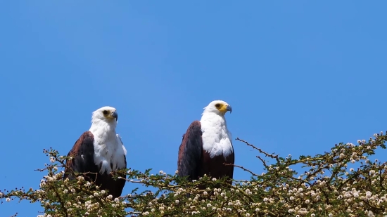 Hawk, Bird, Kite, Eagle, Beak, Falcon