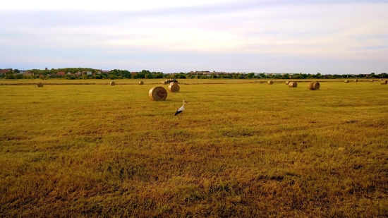 Hay, Fodder, Feed, Field, Agriculture, Rural