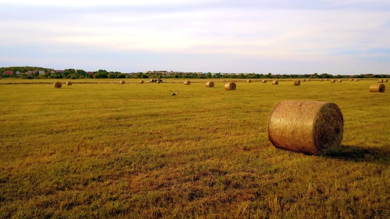 Hay, Fodder, Feed, Field, Agriculture, Straw