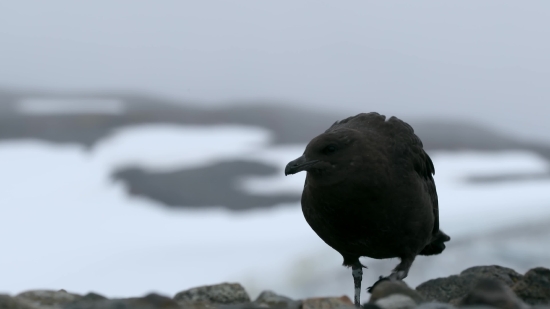 Hd Nature Video Download, Bird, Wildlife, Beak, Feather, Wild