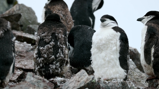 Hd Stock Video Clip, Auk, Seabird, Aquatic Bird, Bird, Wildlife