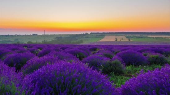 Heath, Shrub, Woody Plant, Vascular Plant, Plant, Field