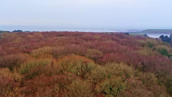 Heath, Vascular Plant, Shrub, Landscape, Field, Plant