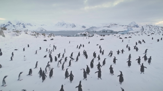 Hello Stock Video, King Penguin, Penguin, Aquatic Bird, Snow, Shorebird