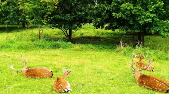 Hen, Grass, Bird, Mammal, Wildlife, Wild