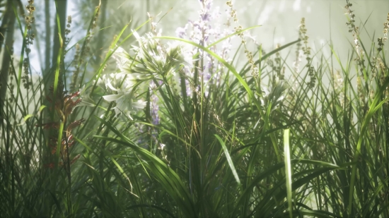 Herb, Plant, Vascular Plant, Grass, Field, Spring