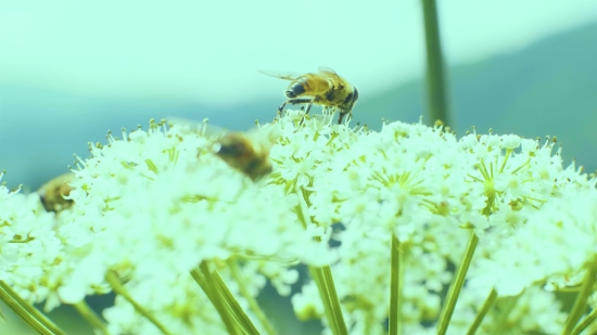 Herb, Vascular Plant, Cow Parsley, Plant, Flower, Cow Parsnip