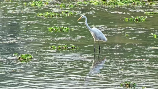 Heron, Egret, Wading Bird, Bird, Aquatic Bird, Wildlife