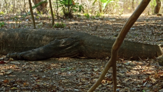 High Quality Stock Video, Lizard, Wildlife, Wild, Reptile, Alligator