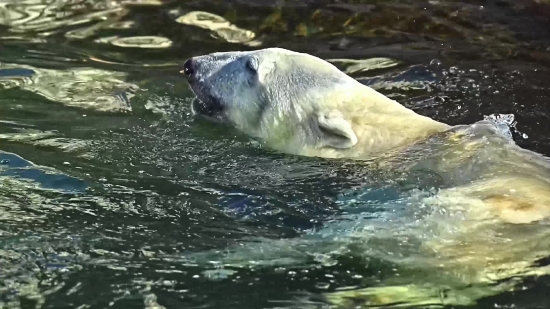 High Resolution Stock Photos, Ice Bear, Bear, Mammal, Water, Wildlife