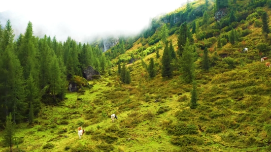 Highland, Landscape, Mountain, Tree, Forest, Mountains