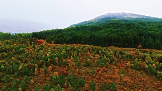 Highland, Landscape, Sky, Tree, Mountain, Plant