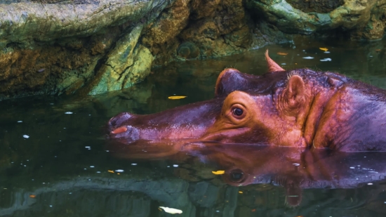 Hippopotamus, Ungulate, Mammal, Fish, Water, Sea