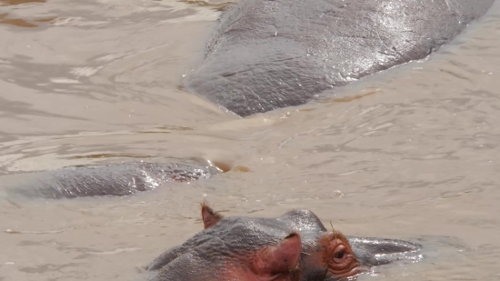 Hippopotamus, Ungulate, Mammal, Water, Beach, Sea