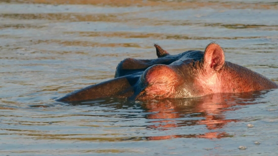 Hippopotamus, Ungulate, Mammal, Water, Swimming, Wildlife