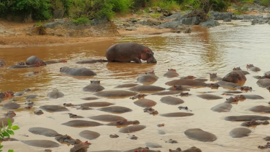 Hippopotamus, Ungulate, Mammal, Water, Wildlife, River