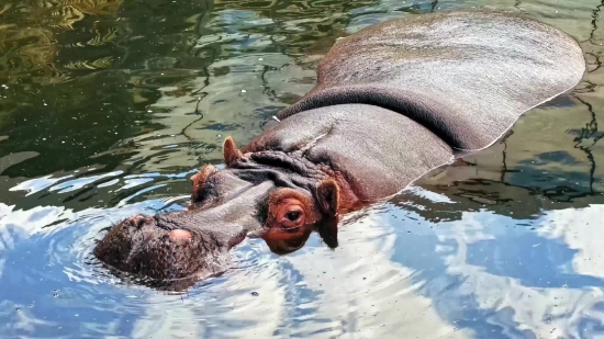 Hippopotamus, Ungulate, Mammal, Water, Wildlife, Wild