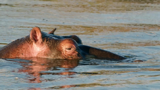 Hippopotamus, Ungulate, Mammal, Water, Wildlife, Wild