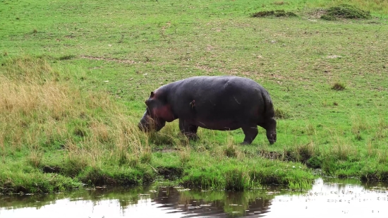 Hippopotamus, Ungulate, Mammal, Wild, Wildlife, Safari