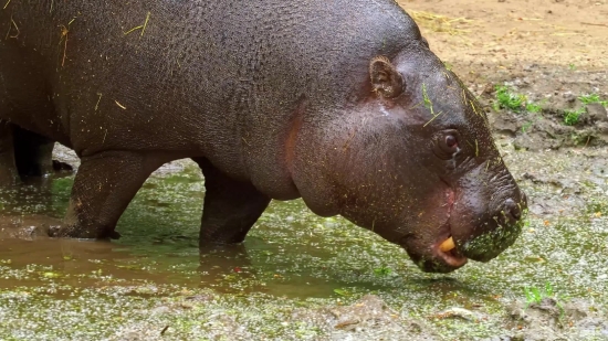 Hippopotamus, Ungulate, Mammal, Wildlife, Pig, Wild