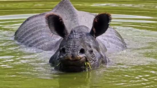 Hippopotamus, Ungulate, Mammal, Wildlife, Water, Wild