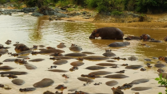 Hippopotamus, Ungulate, Water, Water Buffalo, River, Old World Buffalo